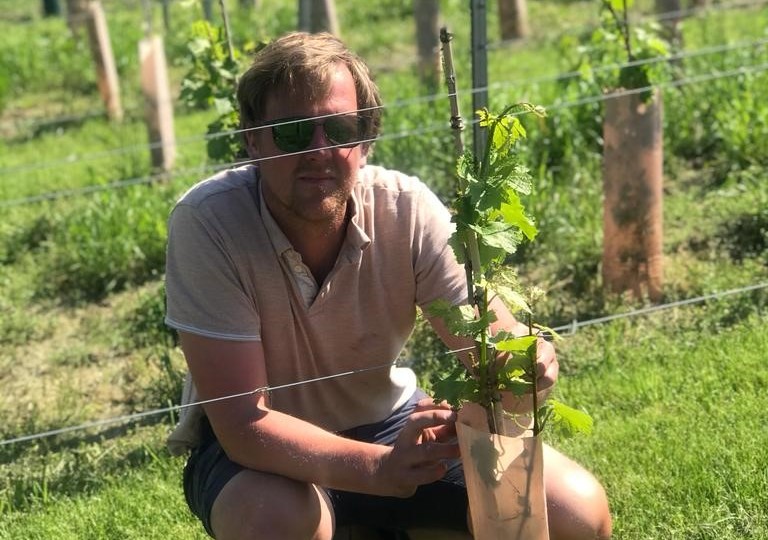 Aantal West-Vlaamse wijnboeren blijft stijgen: “We gaan van 42 hectare naar 86 hectare druivenranken in 4 jaar tijd”